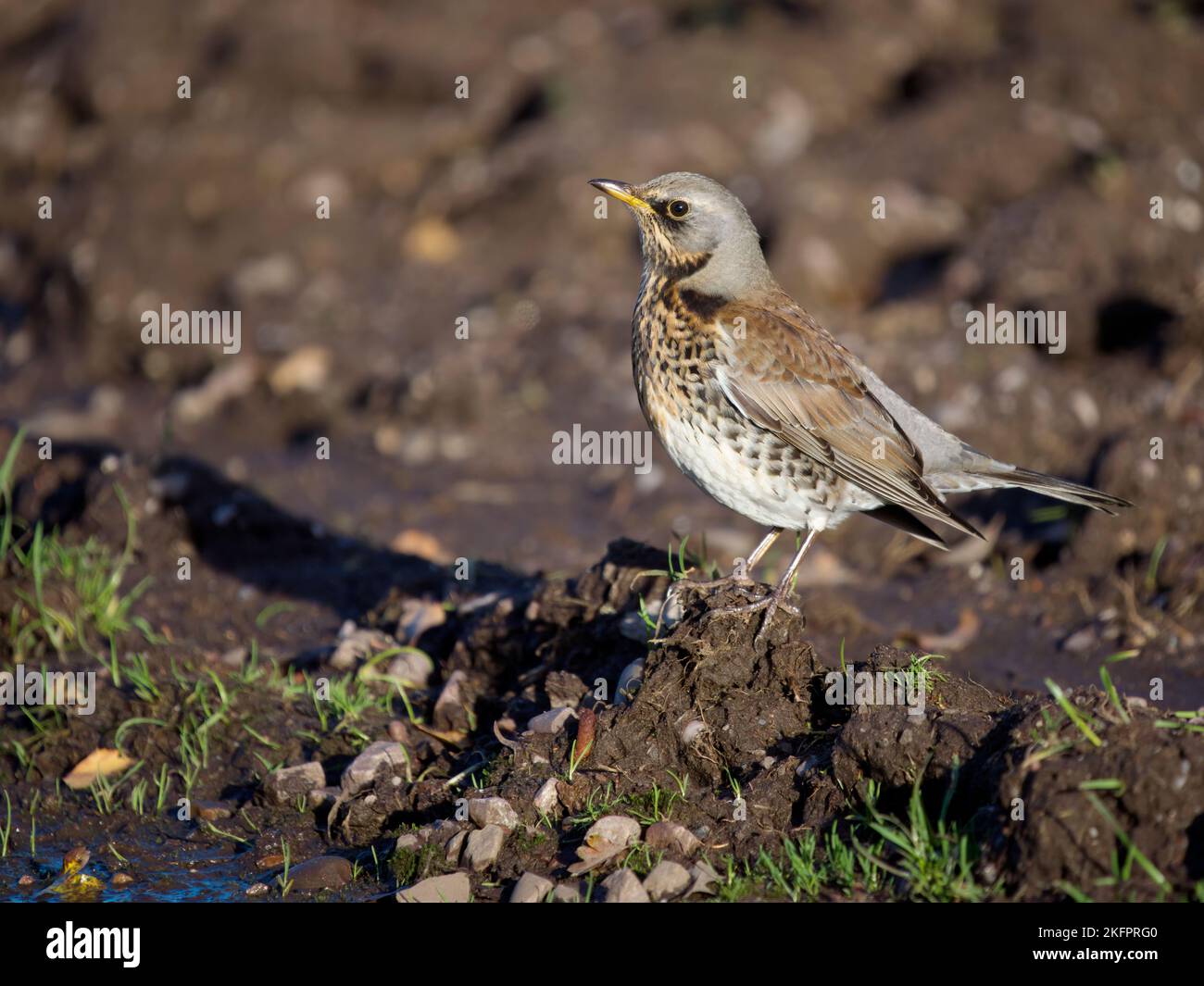 Feldfare, Turdus pilaris, einfacher Vogel am Boden, Staffordshire, November 2022 Stockfoto