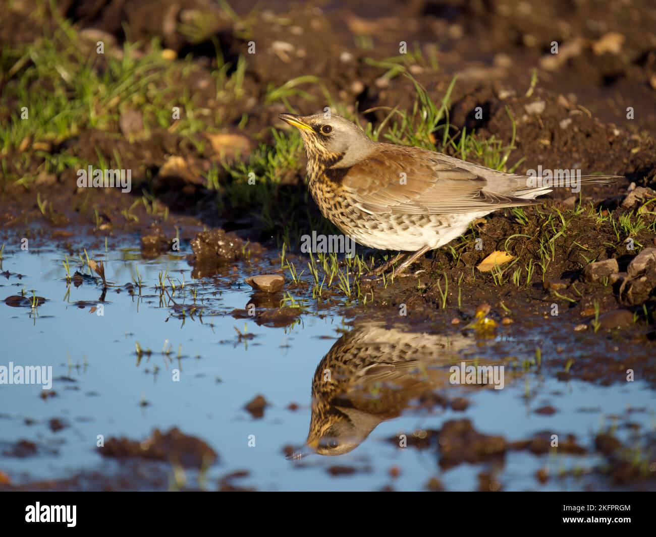 Feldfare, Turdus pilaris, Single Bird at Water, Staffordshire, November 2022 Stockfoto