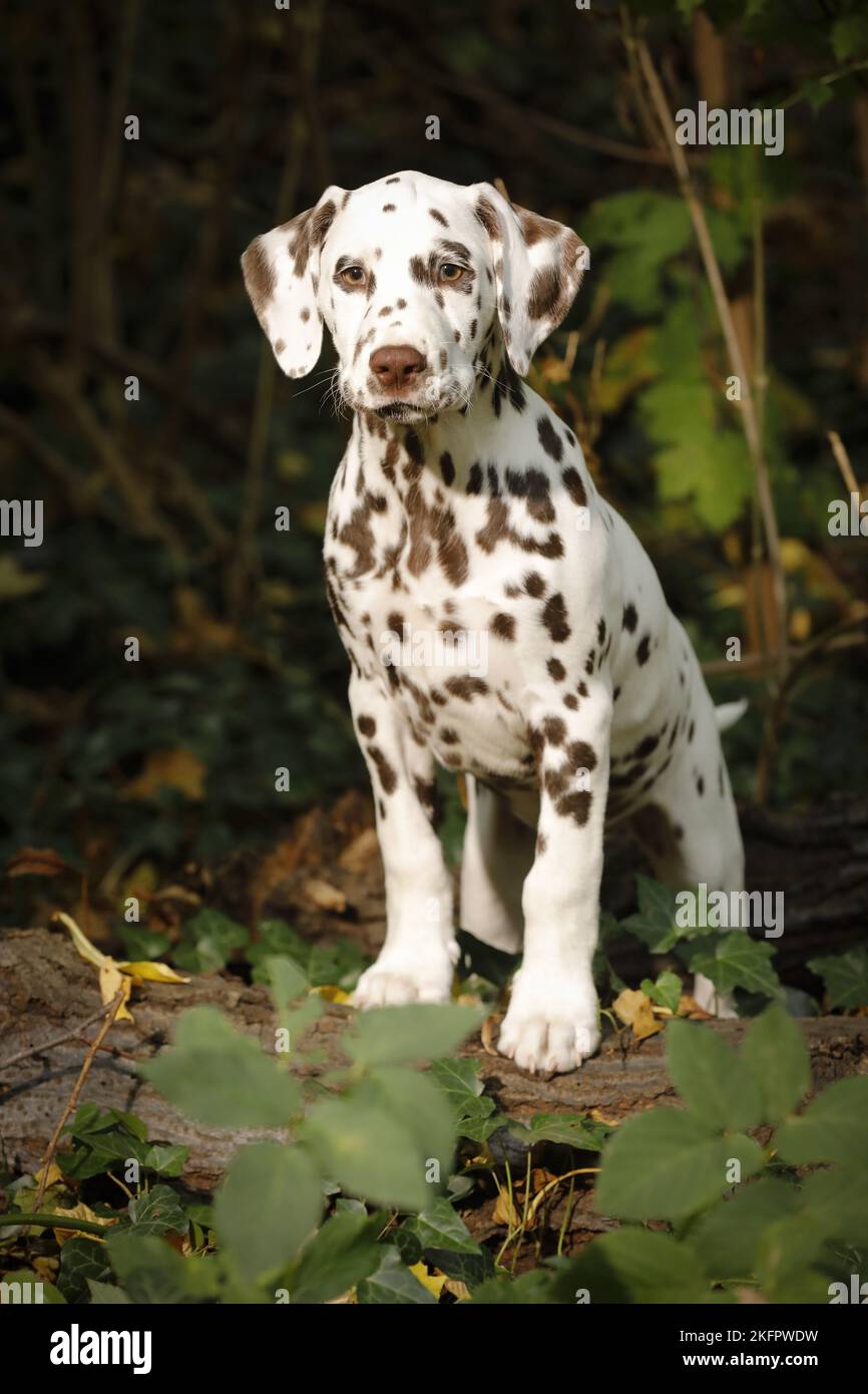 Dalmatiner Welpen Stockfoto