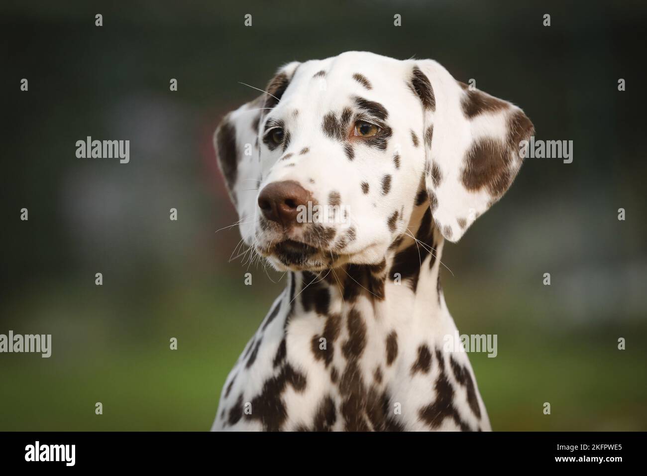 Dalmatiner Welpen Stockfoto