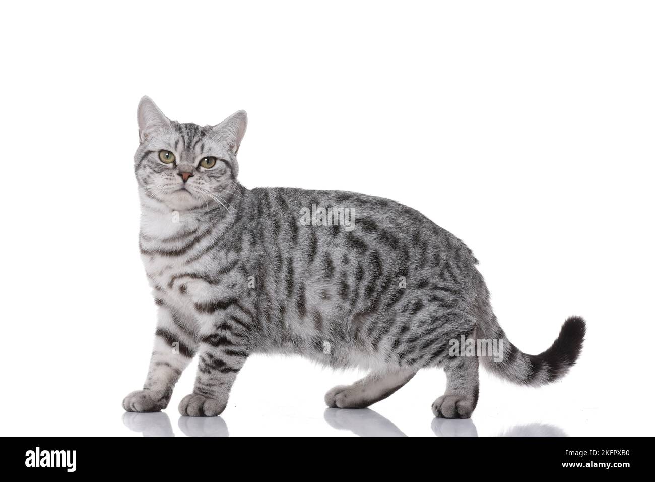 junge Britisch Kurzhaar Stockfoto