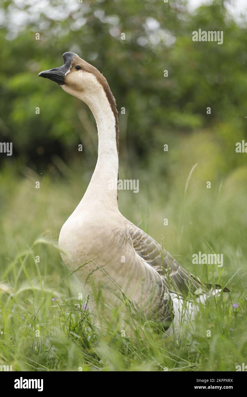 Knopf-Gans Stockfoto