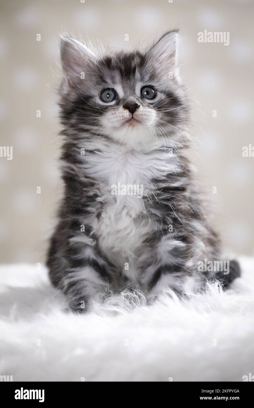 Maine Coon Kitten sitzen Stockfoto