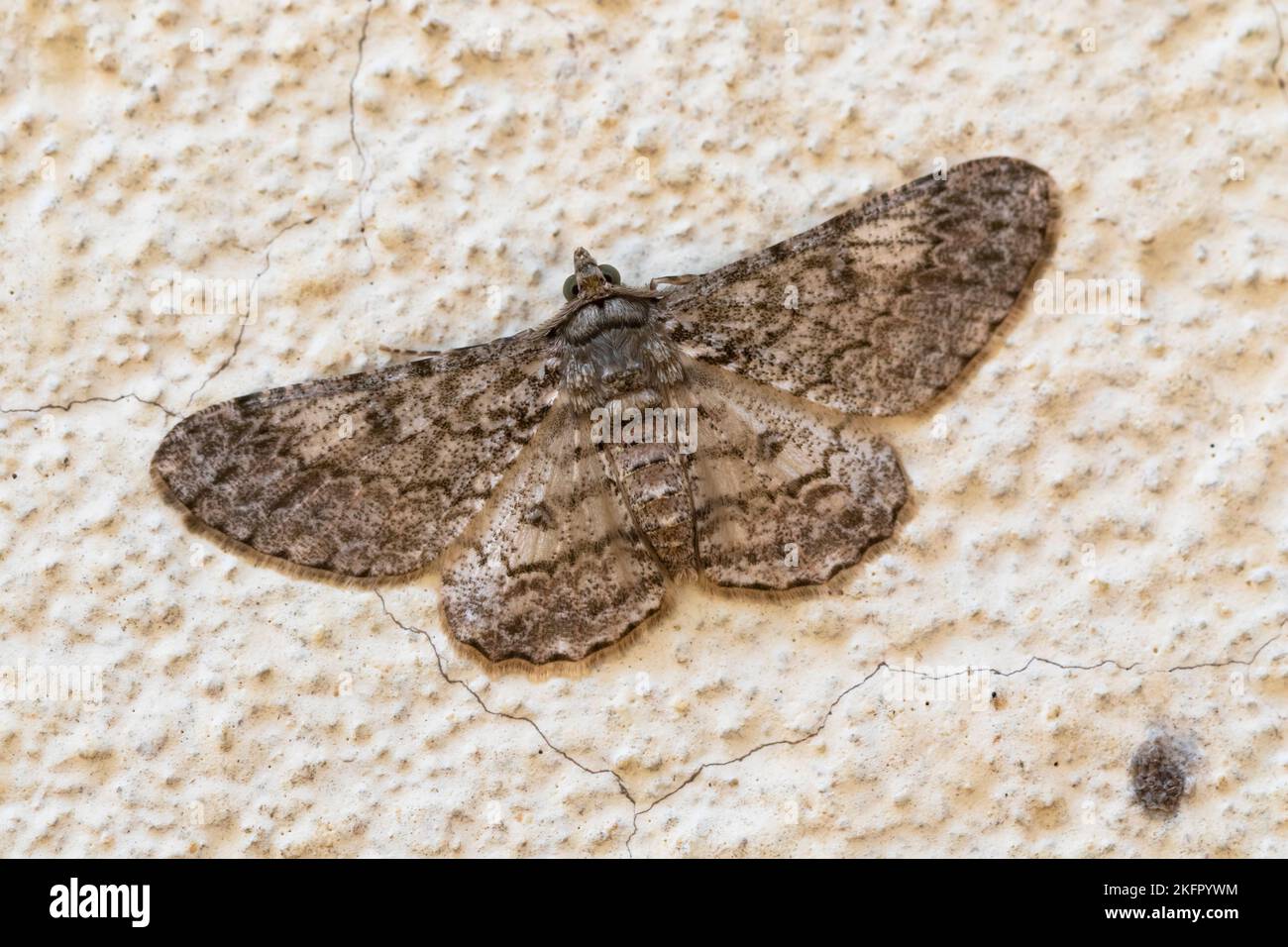 Motte (Cleora alienaria) auf einer Mauer. Chitwan-Nationalpark. Nepal. Stockfoto
