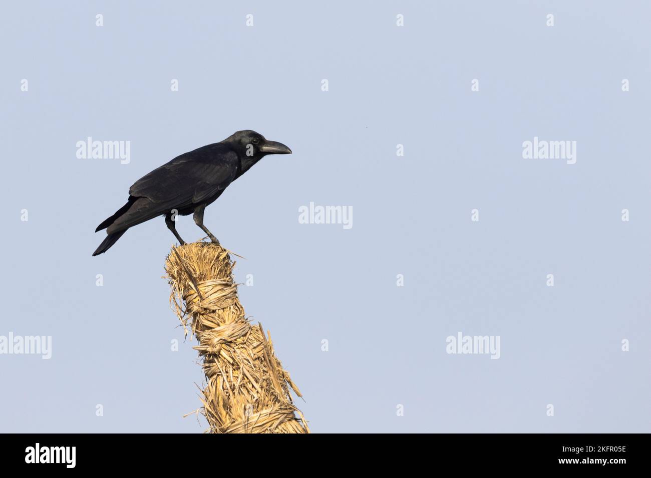 Indian Jungle Crow (Corvus culminatus) thront auf einem Heuhaufen. Nepal. Stockfoto