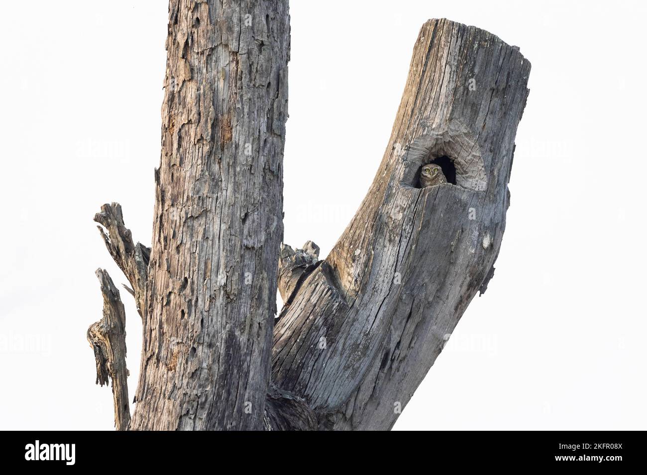 Flecked Owlet (Athene brama) thront am Eingang des Baumlochs, wo es tagsüber ruht. Terai. Nepal. Stockfoto