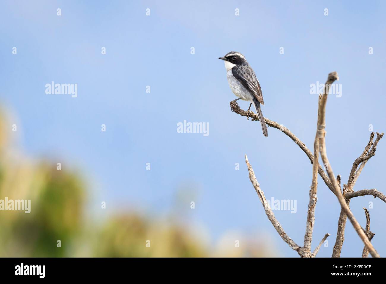 Grauer Buschchat (Saxicola ferreus), Männchen auf einem Ast. Annapurna Conservation Area. Nepal. Stockfoto