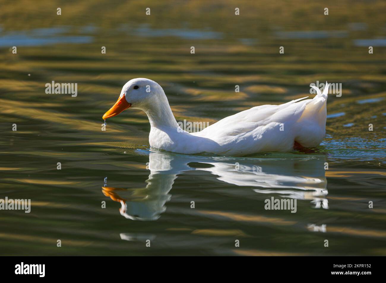 Wildente, Enten im Freileben im Feuchtgebiet des La Sauceda Parks in Hermosillo, Sonora Mexiko. See, Naturschutz, Biodiversität und Ökosysteme. (© Phot Stockfoto