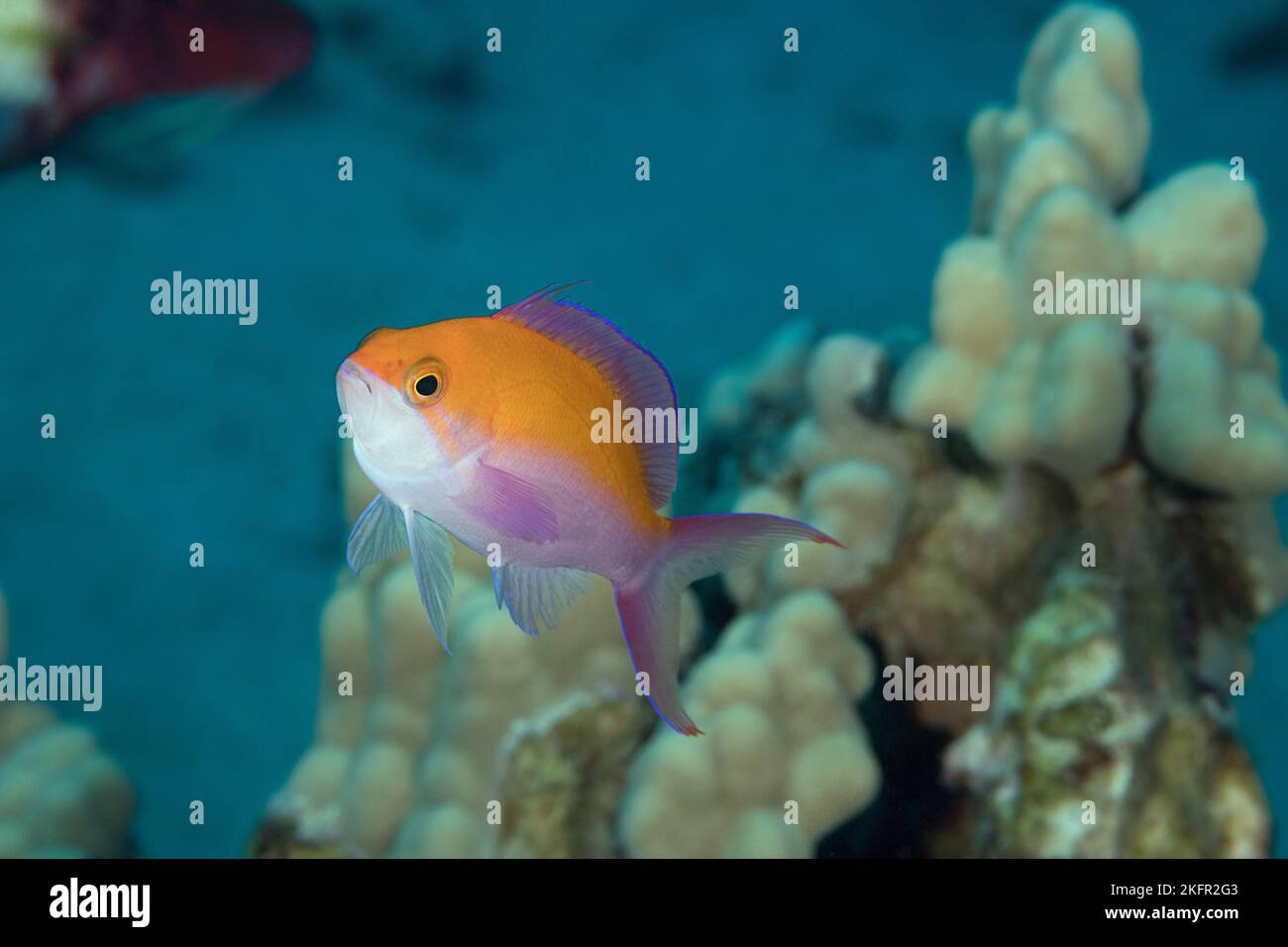 Bicolor anthias, Pseudanthias bicolor, Honokohau, North Kona, Hawaii (die große Insel), Vereinigte Staaten (zentraler Nordpazifischer Ozean) Stockfoto