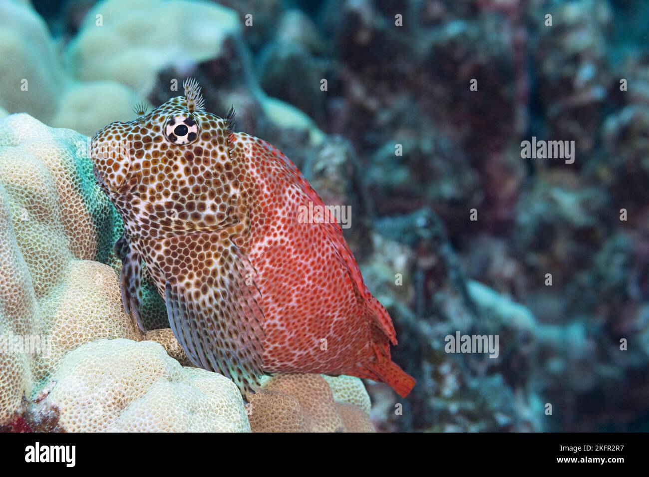leopardenblenny, gefleckte Korallenblenny oder pao'o 'o kauila, Exallias brevis, männlich, Pawai Bay, Kona, Hawaii, USA (zentraler Pazifischer Ozean) Stockfoto