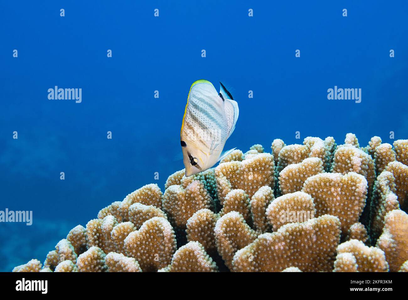 Endemischer Mehrband-Falterfisch oder kellanierte Falterfische, Chaetodon multicinctus, schwimmend über Geweih-Korallen, auf denen er sich ernährt, Kona, Hawaii, USA Stockfoto