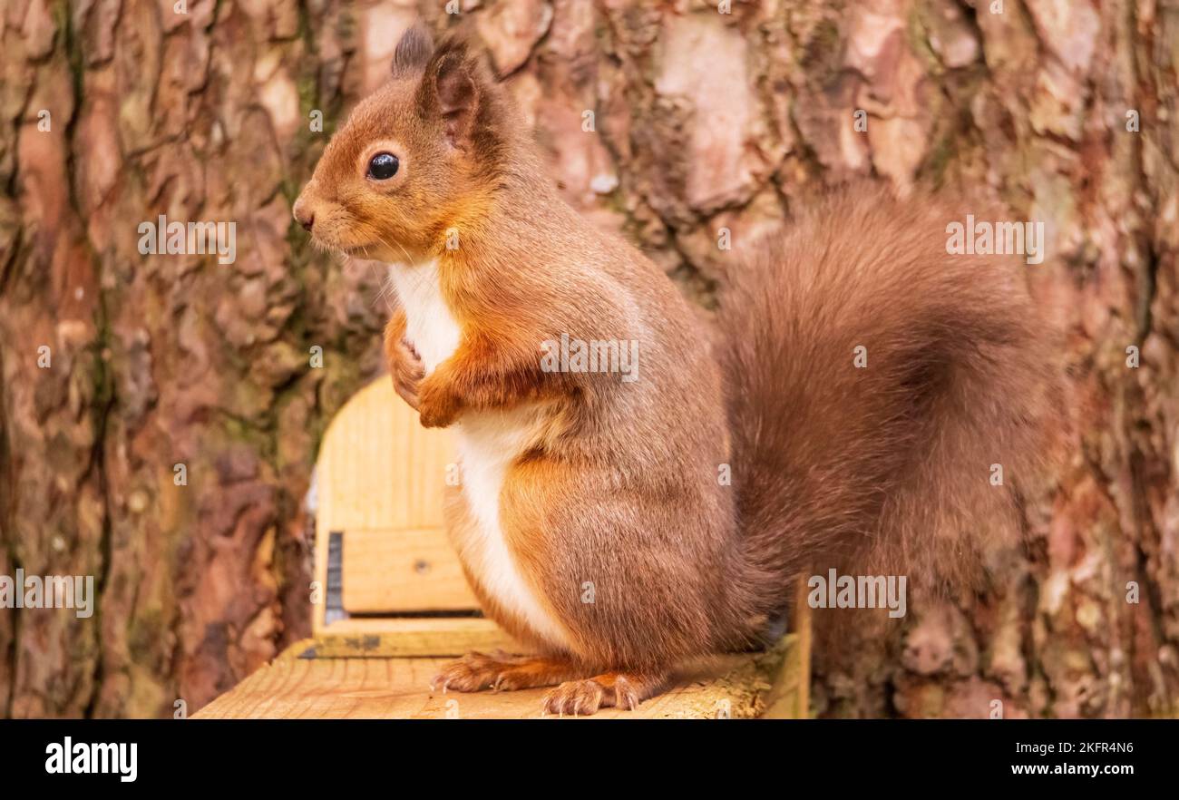 Eichhörnchen Stockfoto