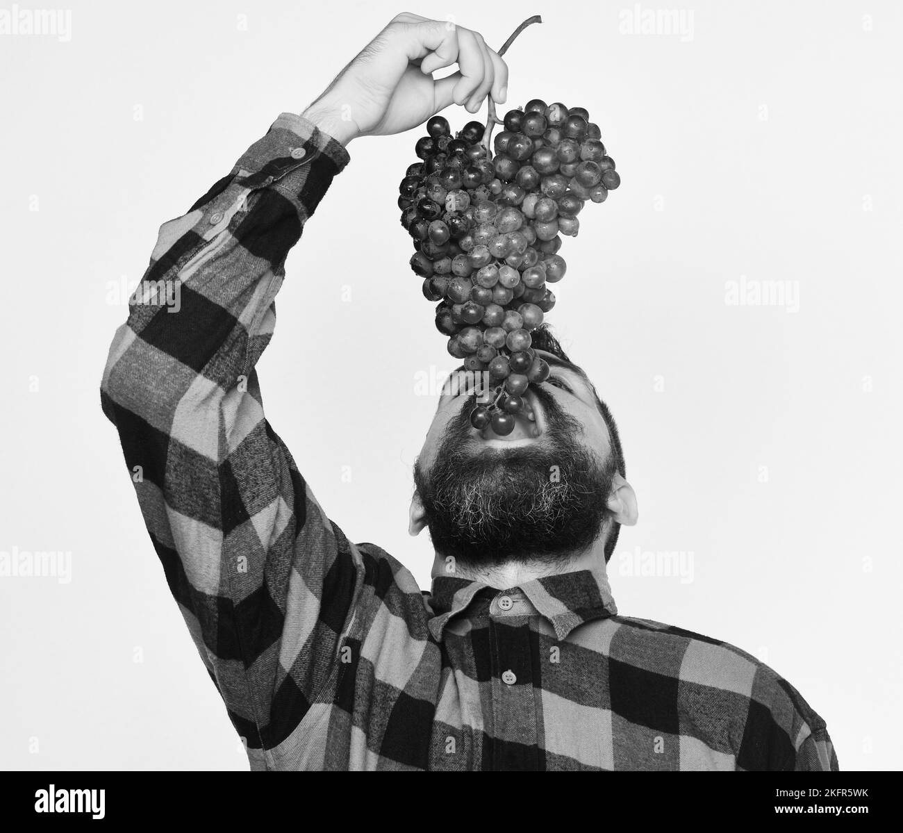 Winzer mit seinem Gesicht nach oben isst Trauben Stockfoto