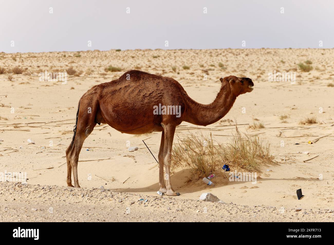 Einsames Kamel in der Wüste. Wilde Tiere in ihrem natürlichen Lebensraum. Wildnis und Dürre Landschaften. Reise- und Tourismusziel in der Wüste. Stockfoto