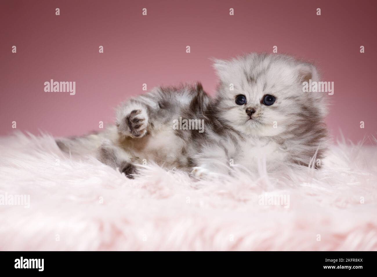 Highlander kitten Stockfoto