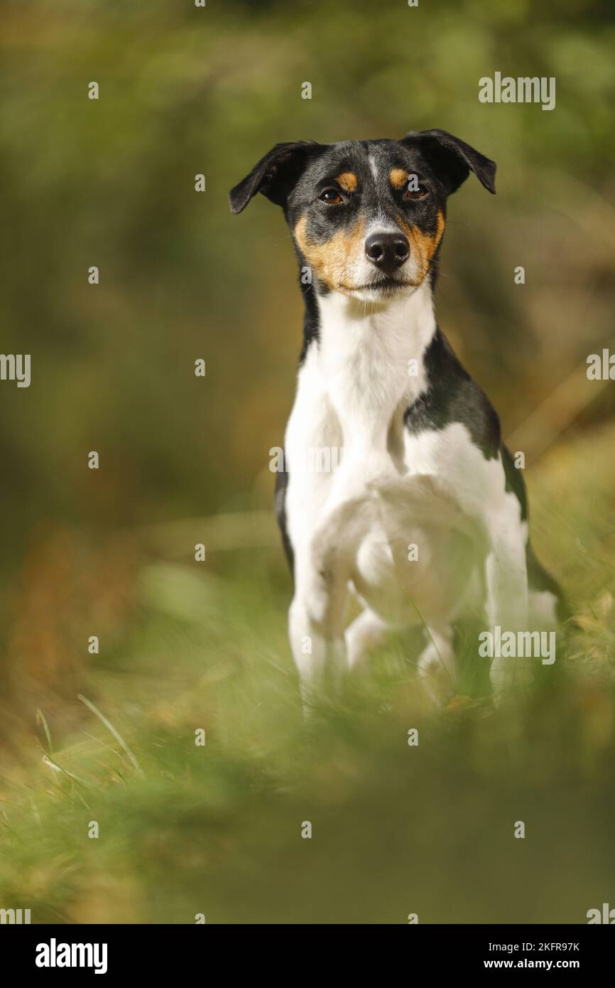 Parson Russell Terrier sitzend Stockfoto