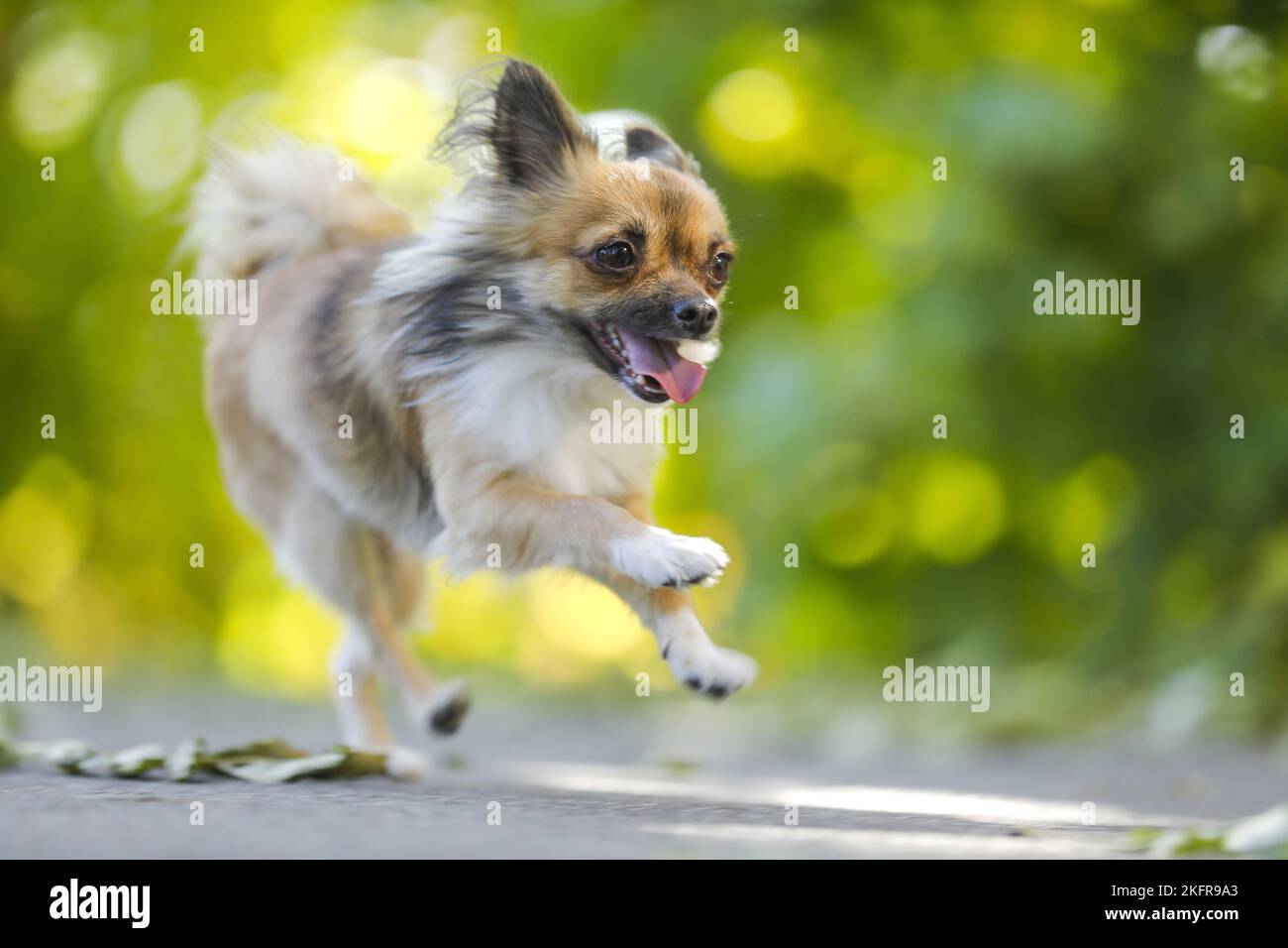 langhaarige Chihuahua läuft Stockfoto
