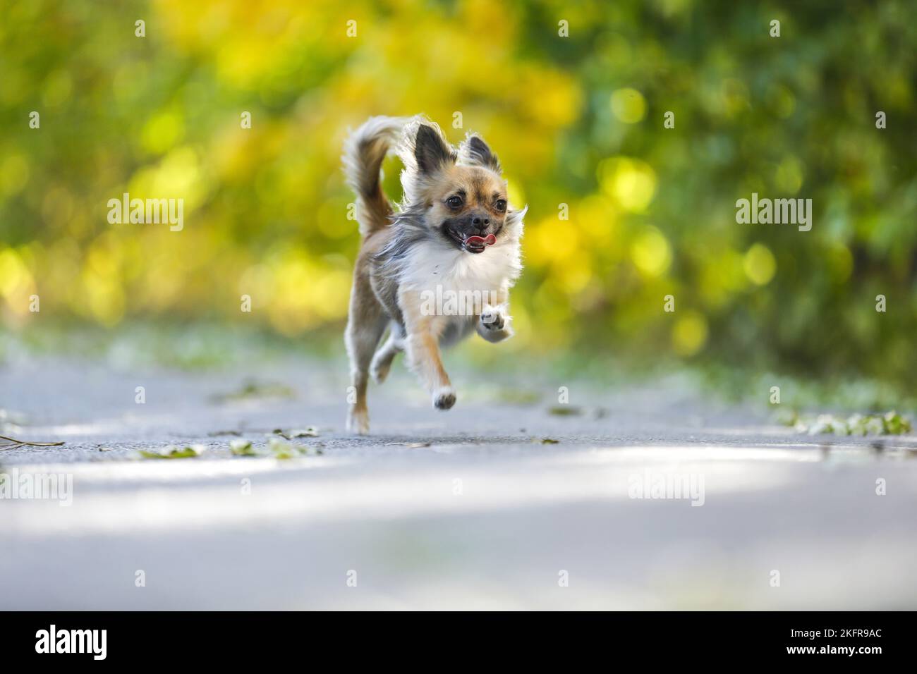 langhaarige Chihuahua läuft Stockfoto
