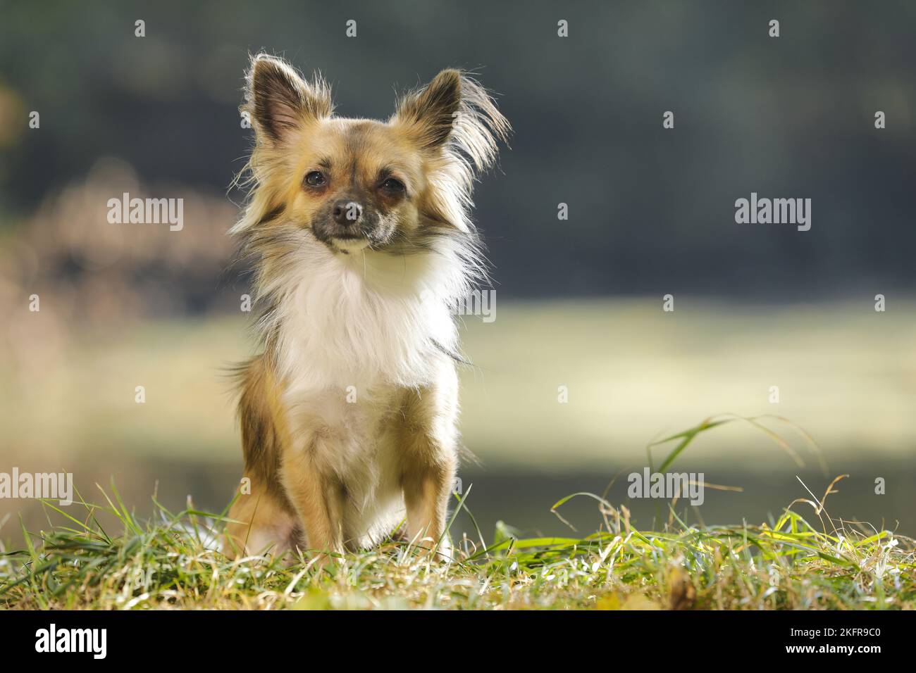 langhaarige Chihuahua sitzen Stockfoto