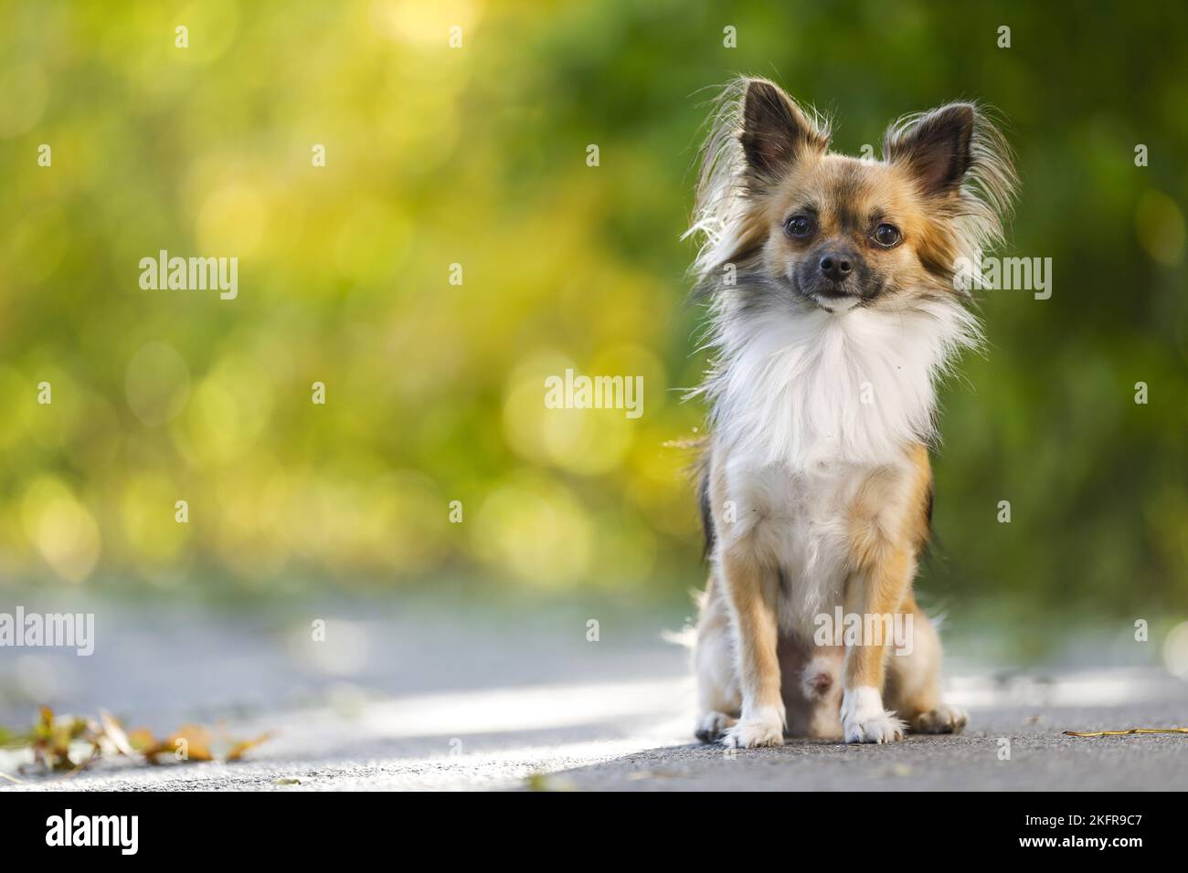 langhaarige Chihuahua sitzen Stockfoto