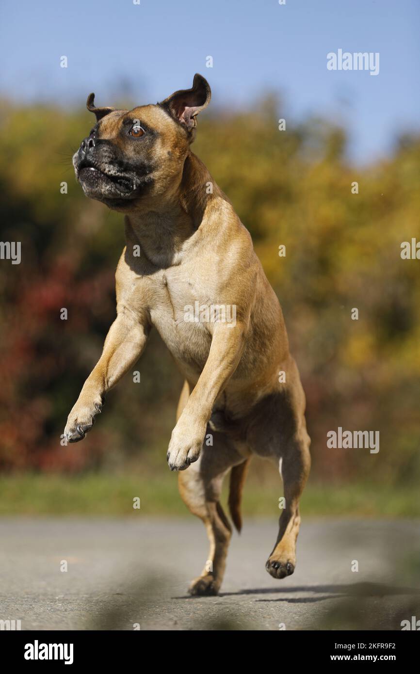 Springen von Staffordshire Bull Terrier Stockfoto