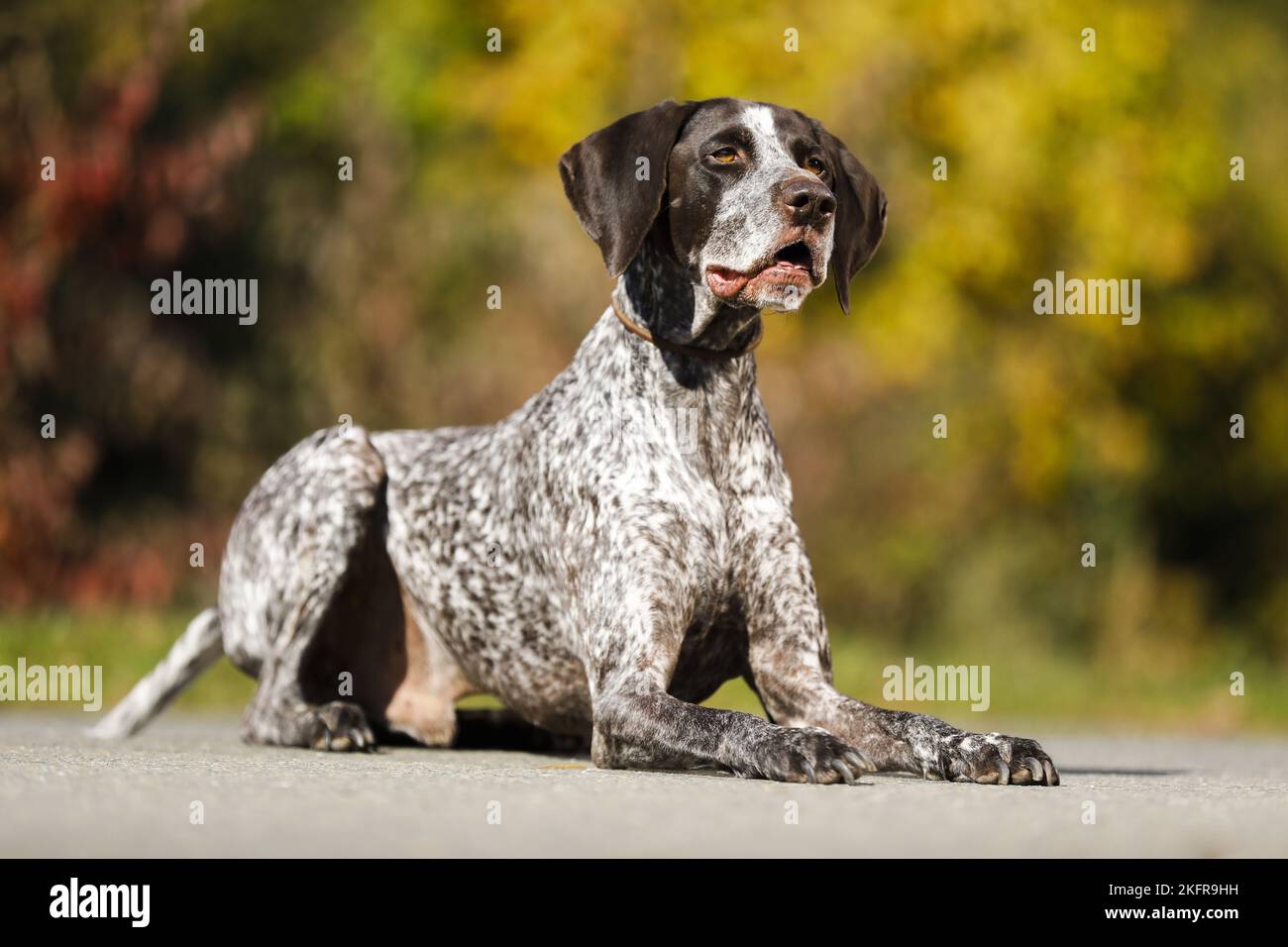 Deutscher Kurzhaariger Vorstehhund liegend Stockfoto