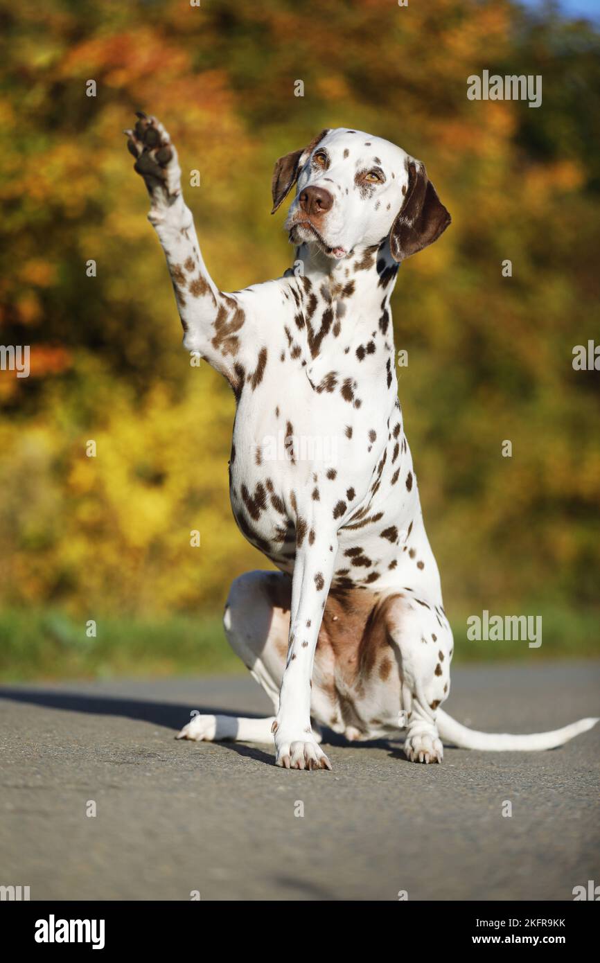 Dalmatiner gibt Pfote Stockfoto