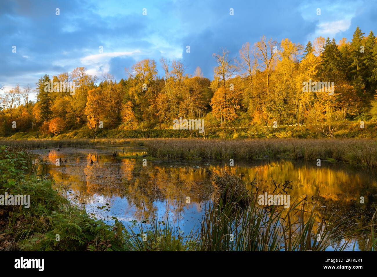 Herbstszene in der Snoqualmie Valliey, wenn Bäume an einem teilweise bewölkten Tag in einem Teich spiegeln Stockfoto