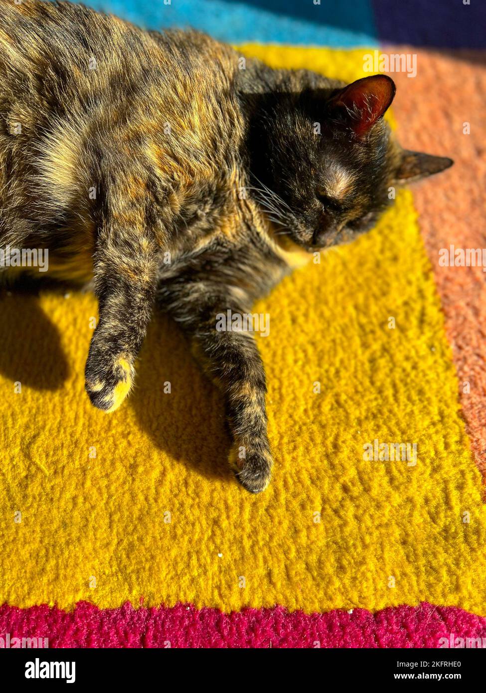 Eine verspielte Schildkrötenkätzin, die die Sonne auf einem bunten Teppich aus dem Fenster fällt. Tageslicht. PET-Hintergrund mit Kopierplatz. Satz mit 9 Bildern Stockfoto