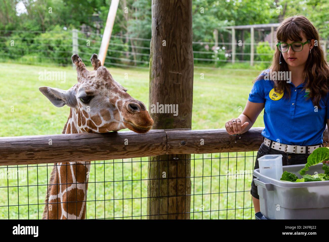 Im Fort Wayne Children's Zoo in Fort Wayne, Indiana, USA, wartet eine hungrige, retikulierte Giraffe, während sich eine Zoopflegerin darauf vorbereitet, ihm Salat zu füttern. Stockfoto