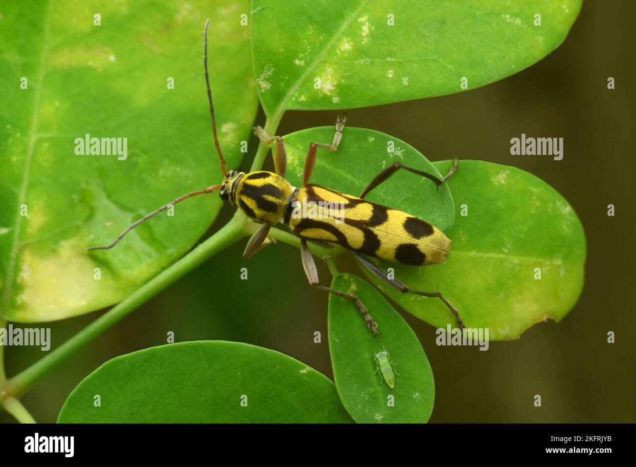 Bambus tiger longhorn kfer -Fotos und -Bildmaterial in hoher Auflsung   Alamy