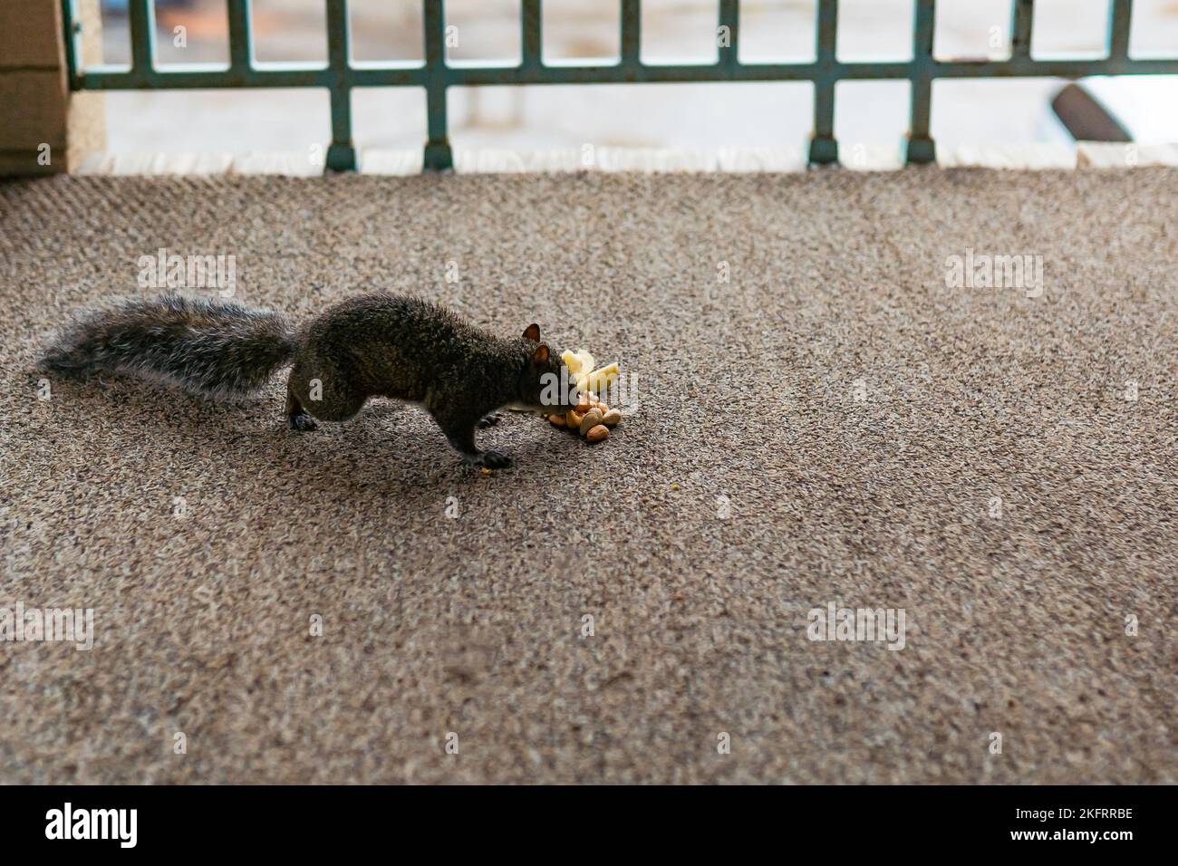 Eichhörnchen essen Nüsse. Haselnuss, Erdnuss, Cashew, Mandel. Wildtiere in der städtischen Umgebung. Stockfoto