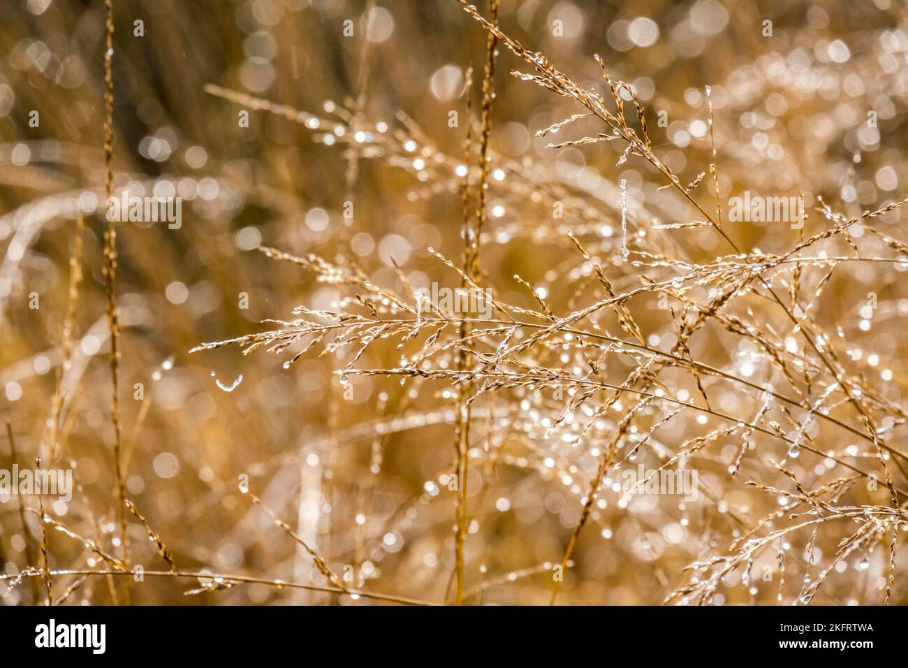 Gräser mit Tautropfen, Nordrhein-Westfalen, Deutschland, Europa Stockfoto