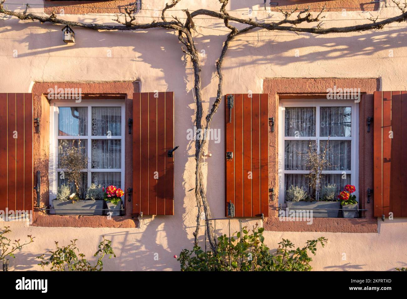 Hausfassade mit zwei Fenstern, Fensterläden, Blumenschmuck und Weinrebe, Südpfalz, Pfalz, Rheinland-Pfalz, Deutschland, Europa Stockfoto