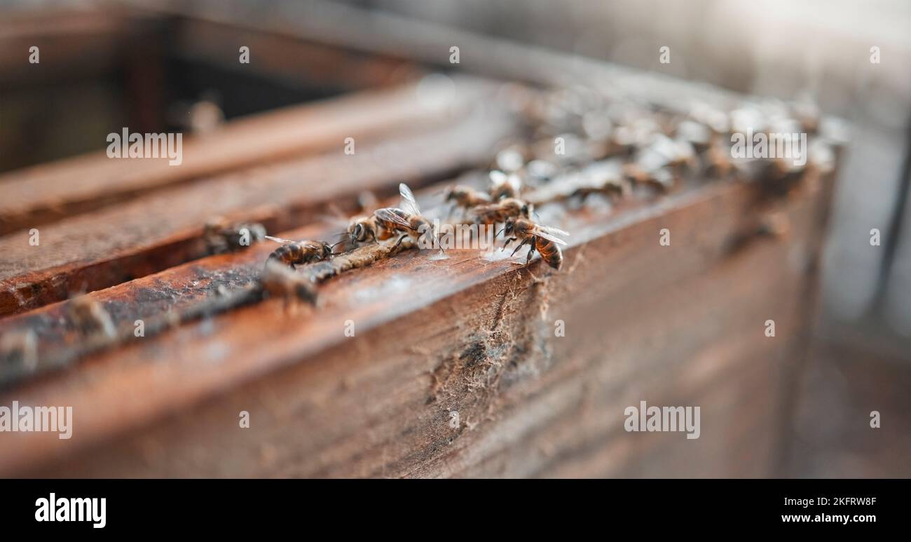 Bienen, Holz und Insekten für die Honigproduktion auf einem nachhaltigen, landwirtschaftlichen und umweltfreundlichen Bauernhof. Prozess, Landwirtschaft und Bugs bereit zu produzieren oder zu ernten Stockfoto