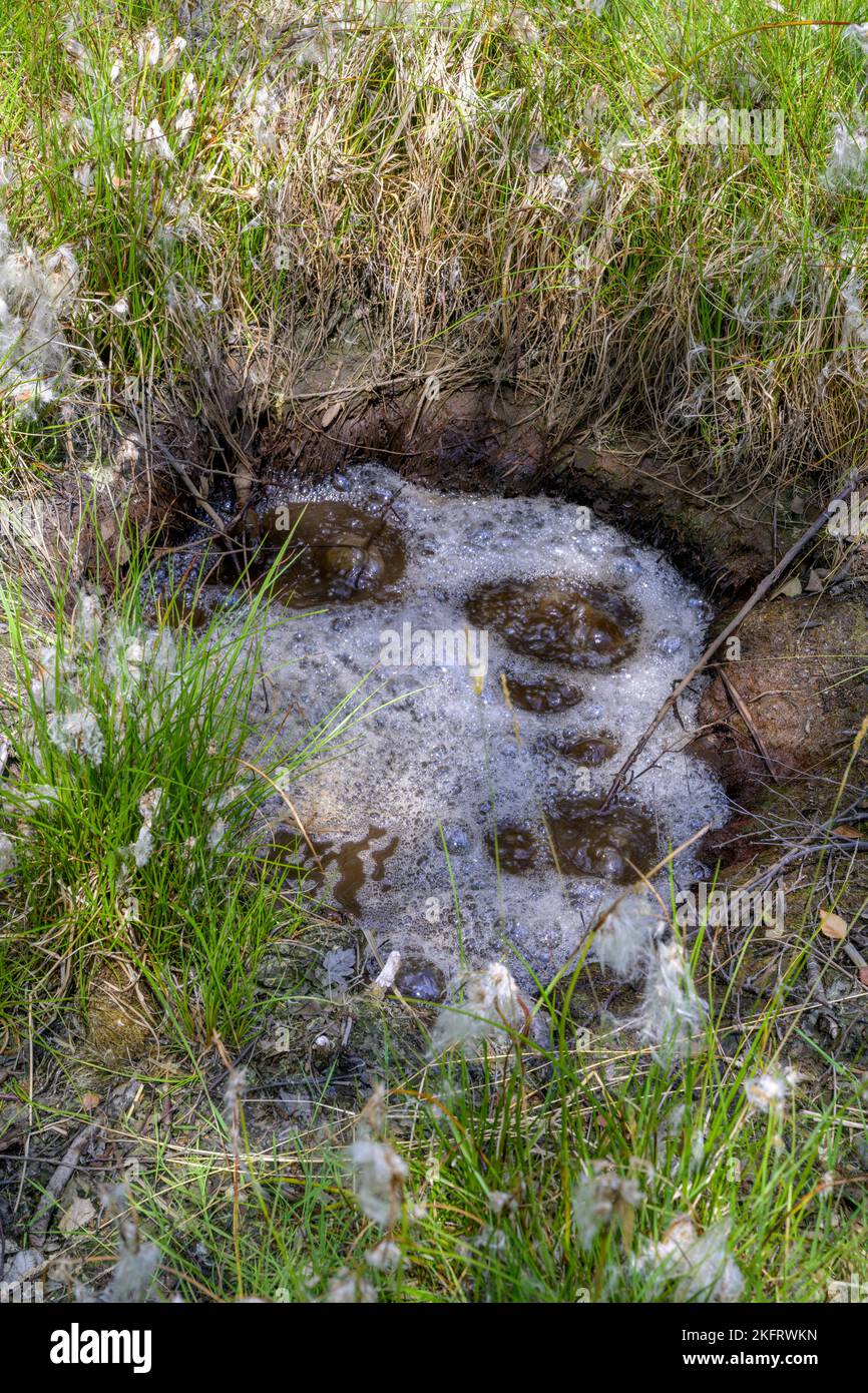 Mineralquelle im Soos-Mineralmoor, Skalná, Karlovarský kraj, Tschechien, Europa Stockfoto