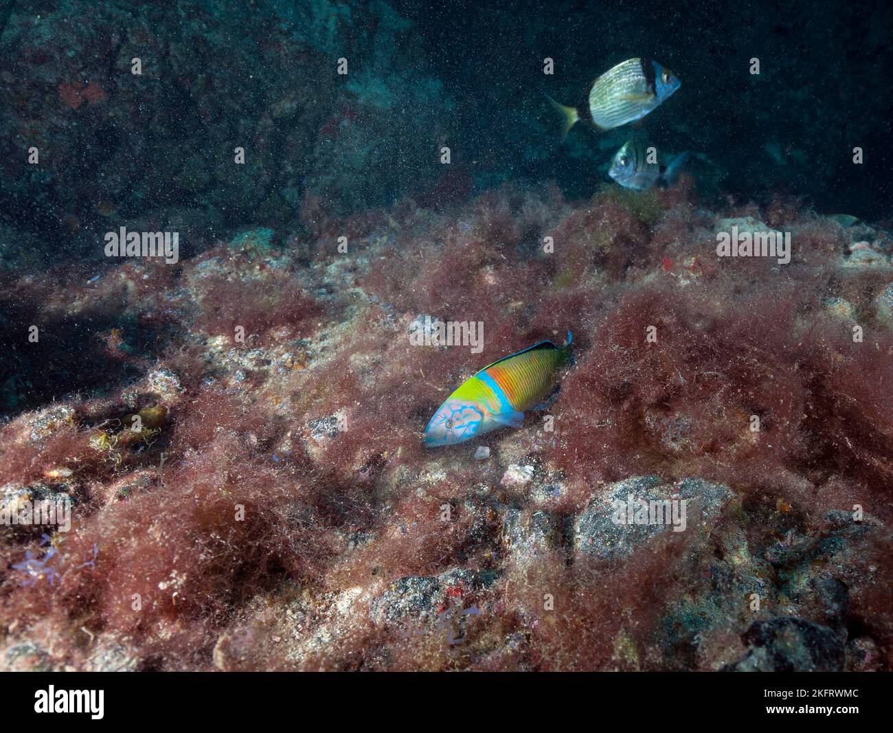 Verzierte Lippfische (Thalassoma pavo) und weiße Seebream (Diplodus sargus), Lanzarote. Kanarische Inseln, Spanien, Europa Stockfoto