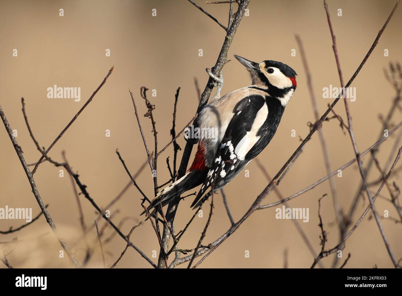 Buntspecht (Dendrocopos major) männlich, klettert auf dünnem Ast, Allgäu, Bayern, Deutschland, Europa Stockfoto