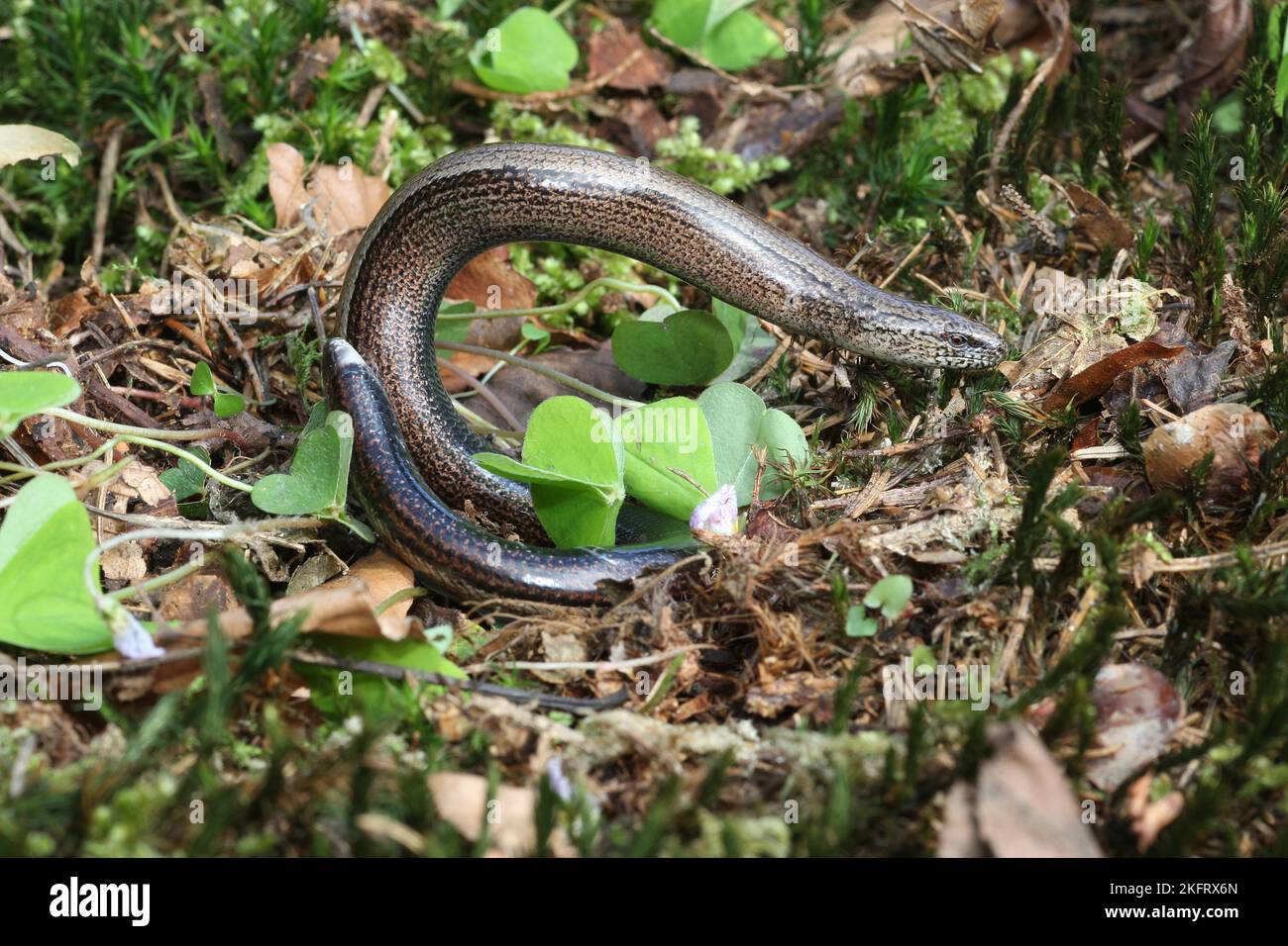 Slow Worm (Anguis fragilis) spielt tot, indem er sich überspannt, Allgäu, Bayern, Deutschland, Europa Stockfoto