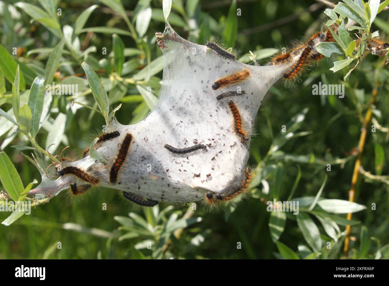 Motte kleines eggar (Eriogaster lanestris) behaarte Raupen mit Netz, Allgäu, Bayern, Deutschland, Europa Stockfoto