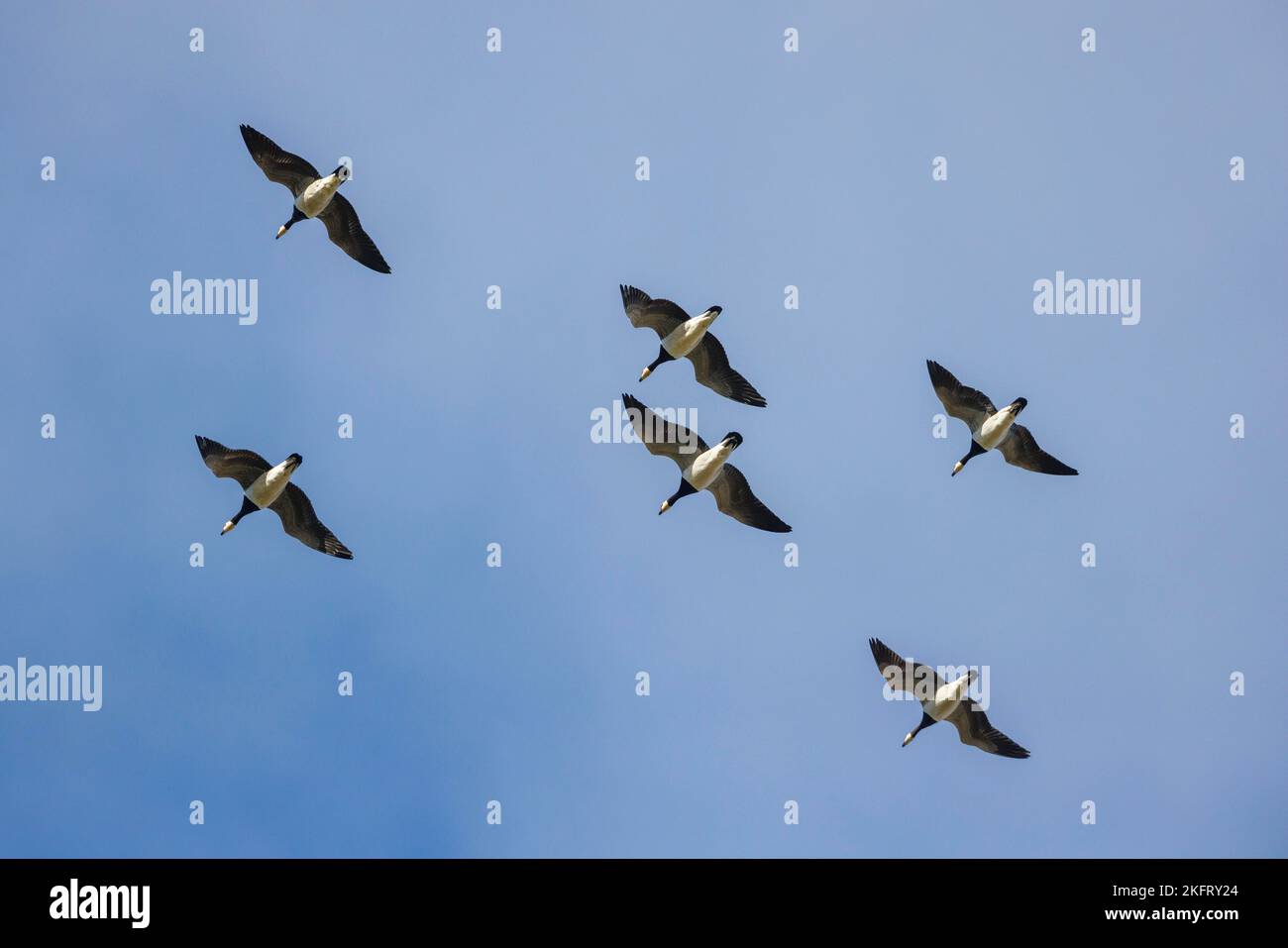 Barnacle Geese (Branta leucopsis), Deutschland, Europa Stockfoto