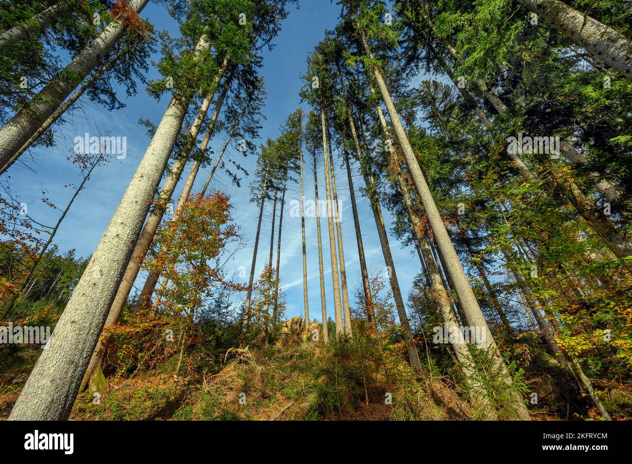 Gewerbewald, Polenwald, Fichte (Picea), bei Kempten, Allgäu, Bayern, Deutschland, Europa Stockfoto