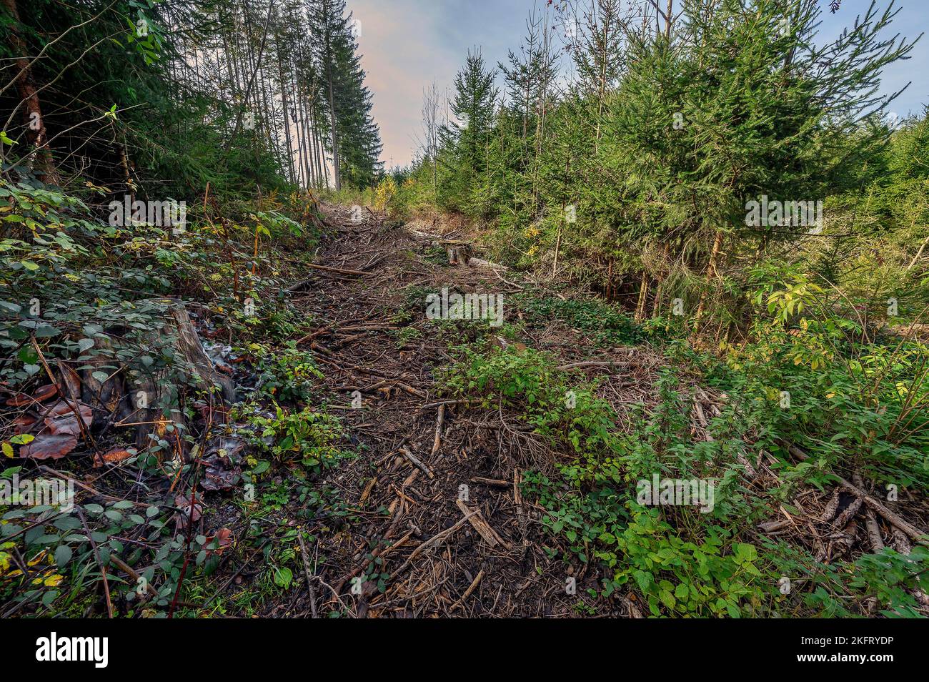 Breach cut by a Tree Harvester, Harvester in the Commercial Forest, Pole Forest, near Kempten, Allgäu, Bavaria, Deutschland, Europa Stockfoto