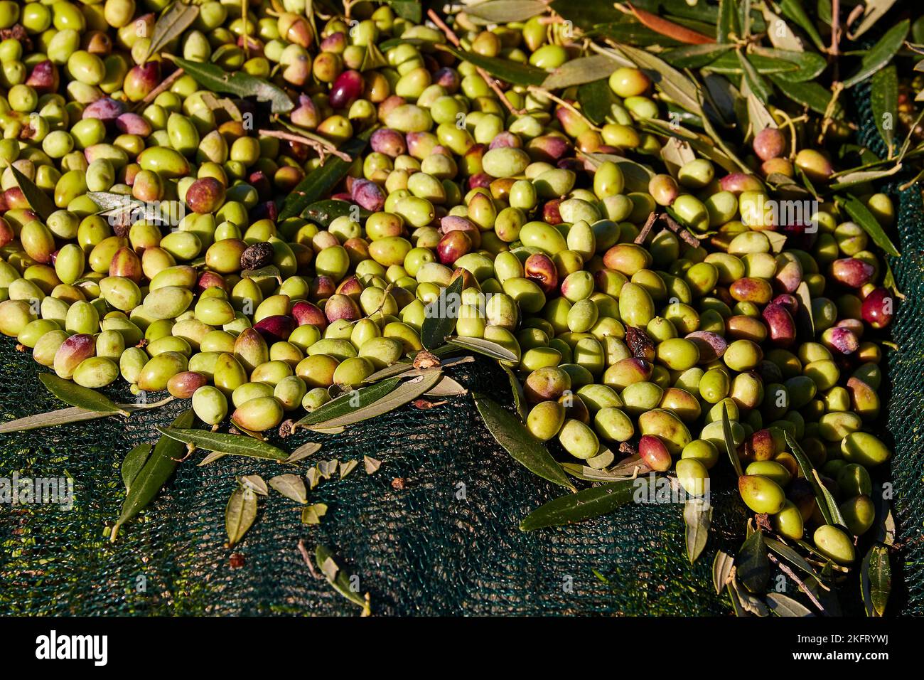 Oliven (olivae), Olivenernte, geerntete Oliven, Nahaufnahme, grünes Netz, Erde, Westkreta, Insel Kreta, Griechenland, Europa Stockfoto
