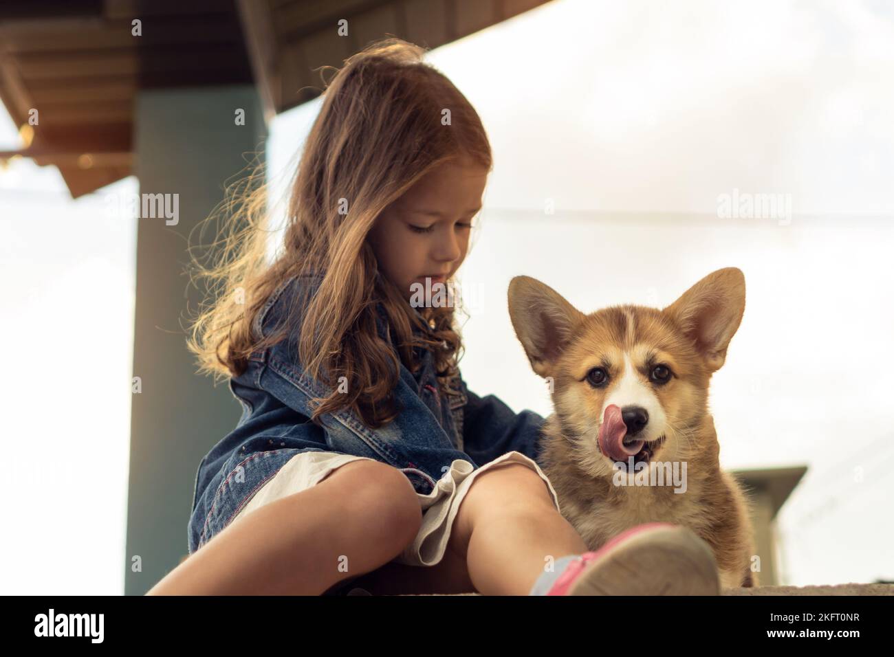 Porträt eines attraktiven kleinen Mädchens mit langen dunklen Haaren, das eine Jeansjacke trägt, streichelndes Fell aus süßem welsh pembroke Corgi, mit dem ein Hündchen ein Haustier trägt Stockfoto