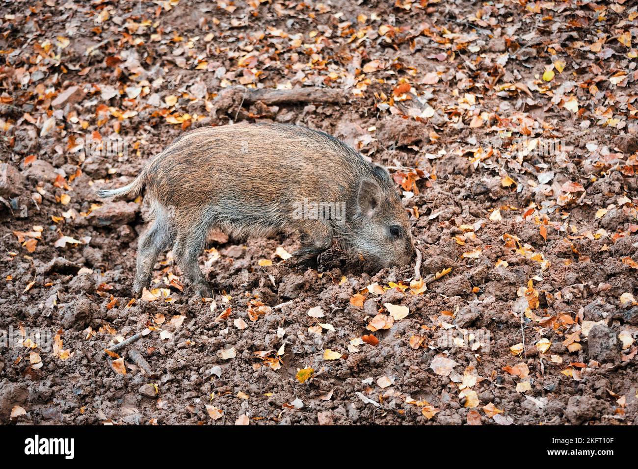 Wildschwein (Sus scrofa) im Schelm, frisches Wildschwein im Gehege, Herbstblätter, Hardehausen-Bisons-Gehege, Warburg, Höxter, Ostwestfalen, Nordrhein-Westfalen Stockfoto