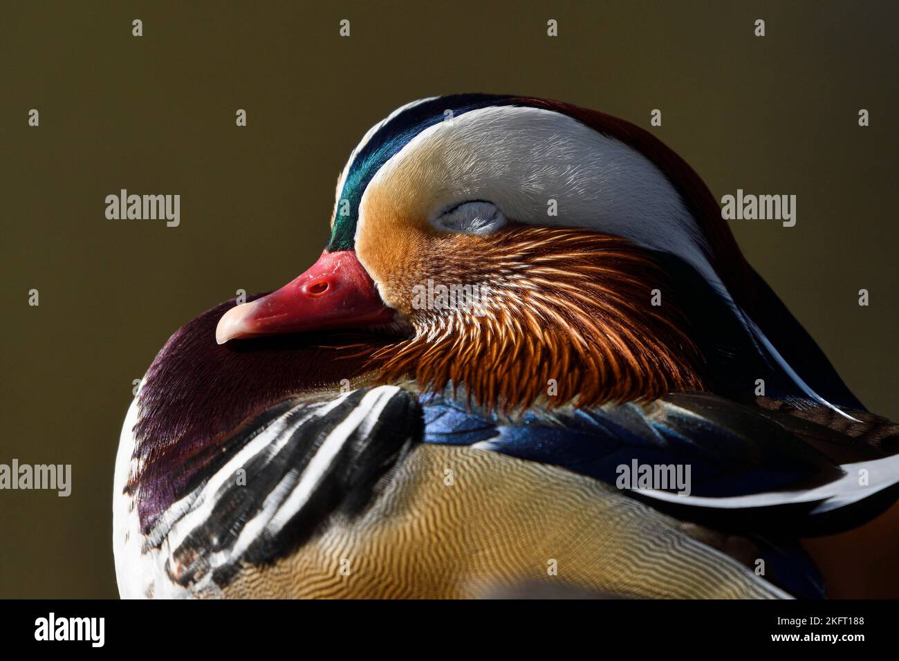 Mandarinente (Aix galericulata), drake im Paarungskleid, Ruhen, Portrait, Heiligenhaus, Nordrhein-Westfalen, Deutschland, Europa Stockfoto