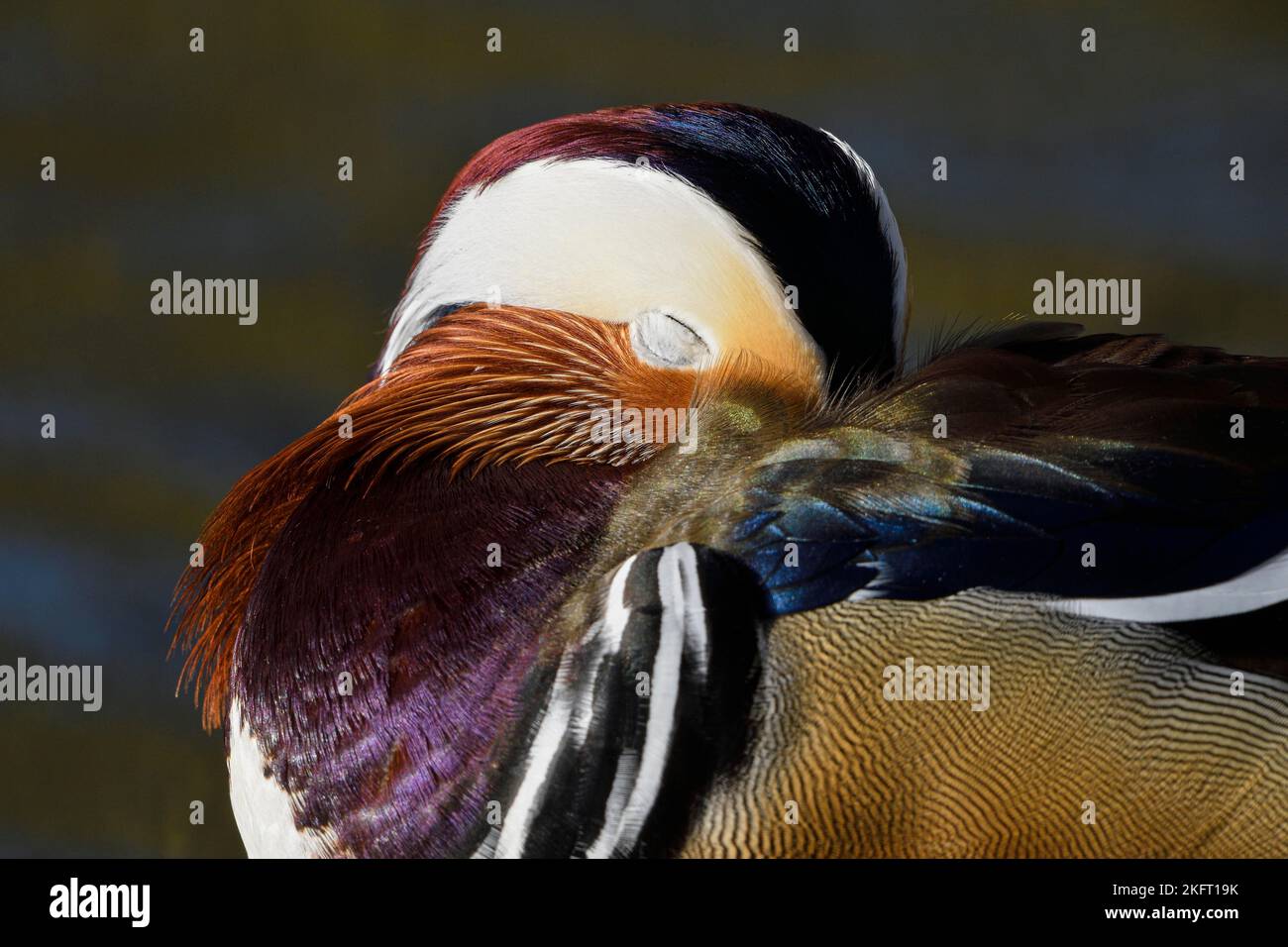 Mandarinente (Aix galericulata), drake im Paarungskleid, Ruhen, Portrait, Heiligenhaus, Nordrhein-Westfalen, Deutschland, Europa Stockfoto