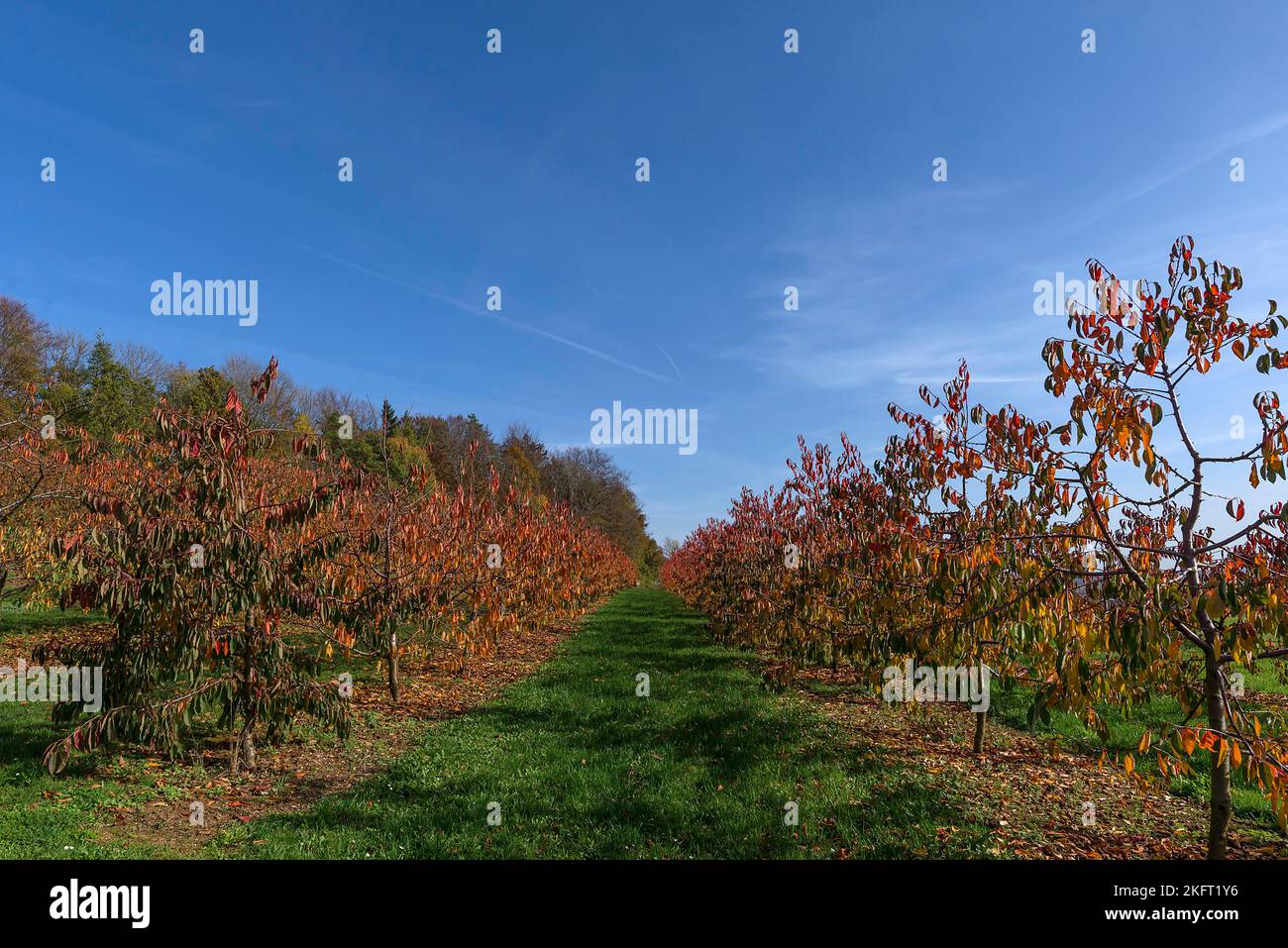 Junger Kirschgarten in Herbstfarbe, Karsberg, Oberfranken, Bayern, Deutschland, Europa Stockfoto