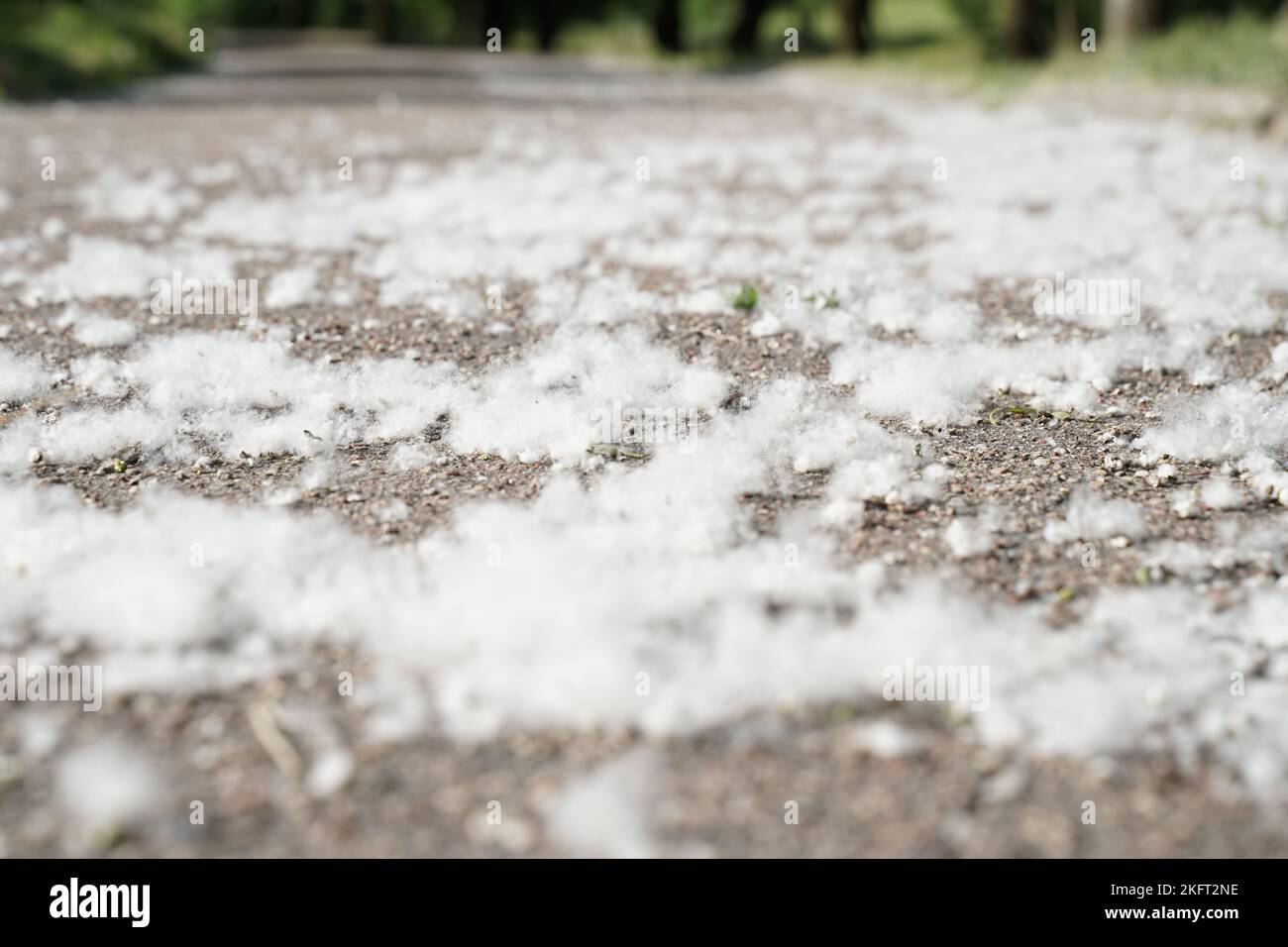 Medizin- und Brandgefahr. Weiße Pappelflaum liegt auf dem Asphalt. Stockfoto